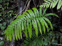 Blechnum triangularifolium. Sterile fronds with basal pair of pinnae as long as those at mid-lamina.
 Image: L.R. Perrie © Te Papa CC BY-NC 3.0 NZ